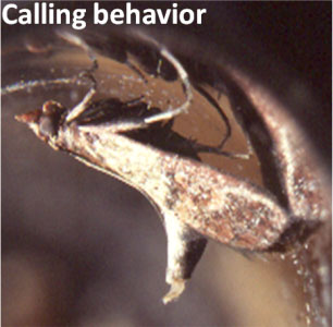 Calling Behavior